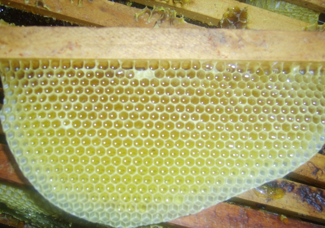 Honey comb on a frame